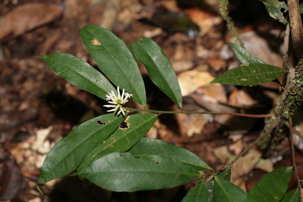 Amphirrhox 8