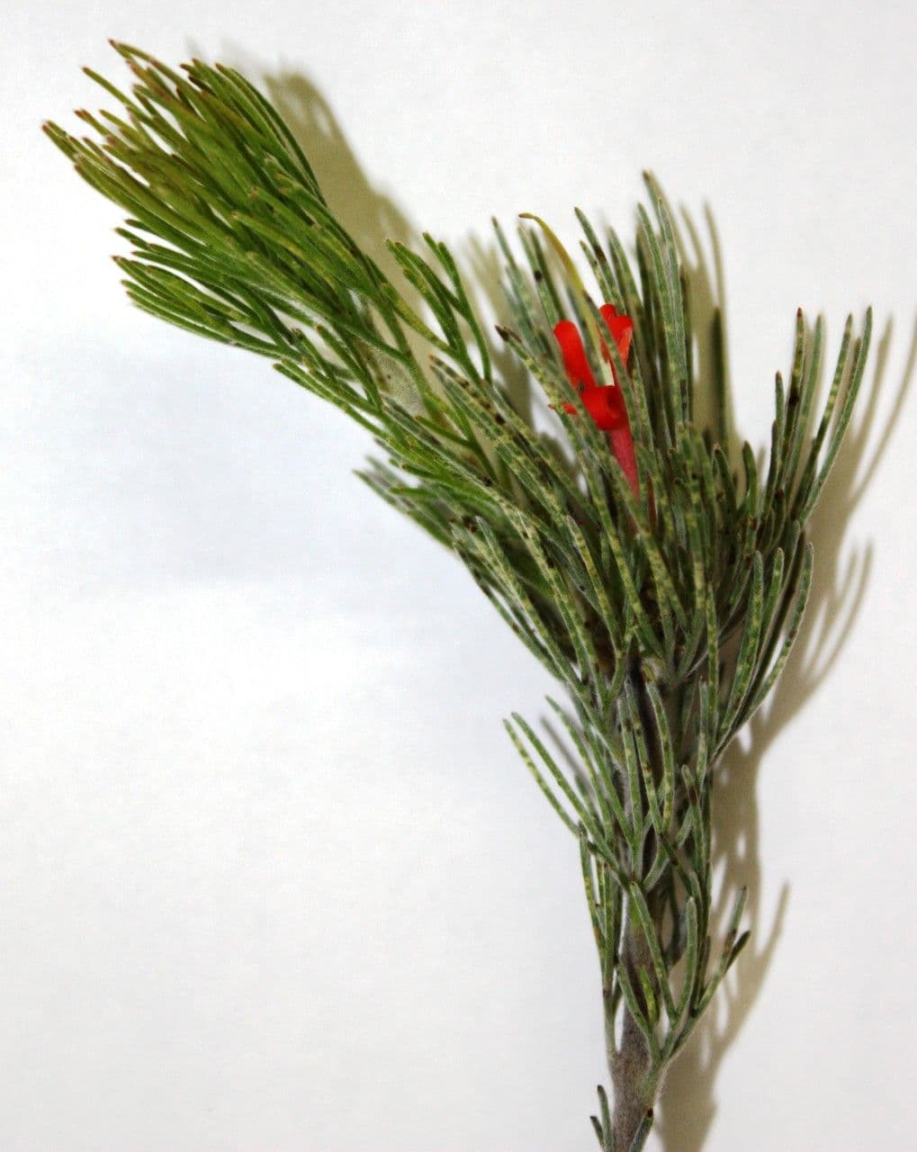 Adenanthos 4