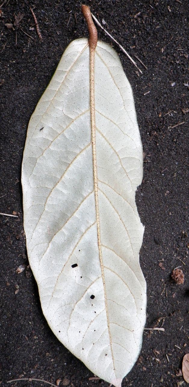 Heritiera 9