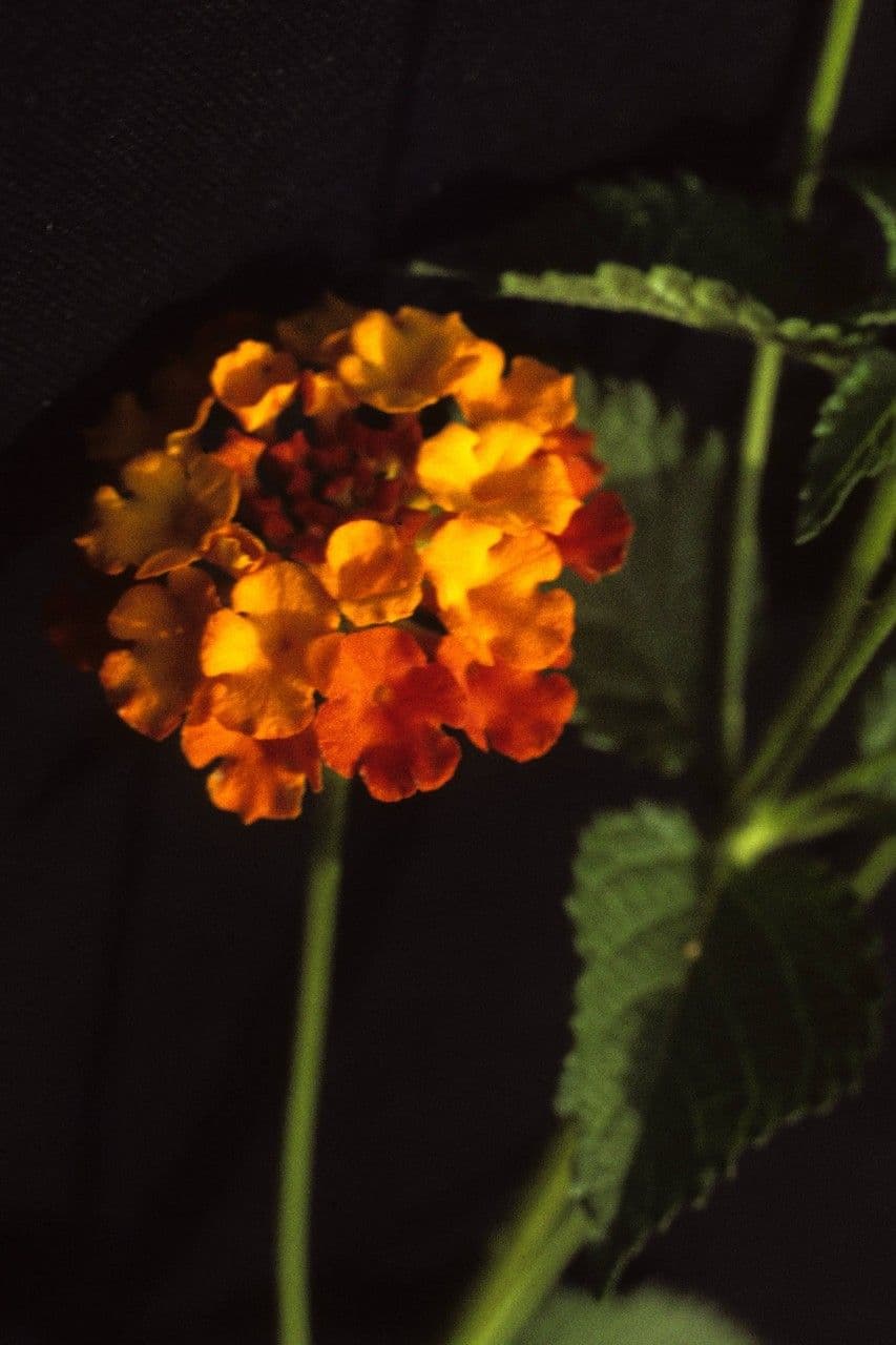 Lantana horrida 3