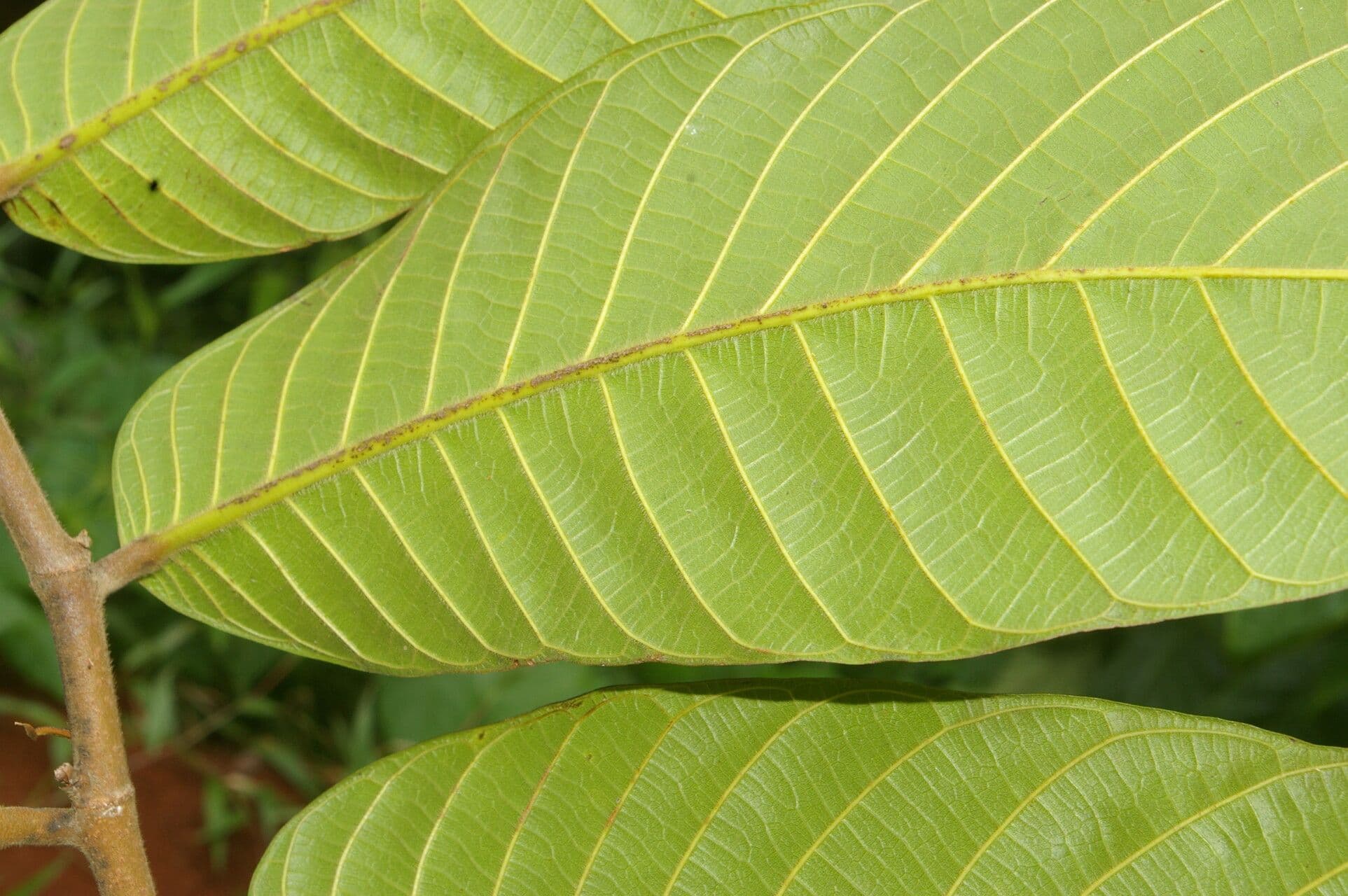 Perebea guianensis 10