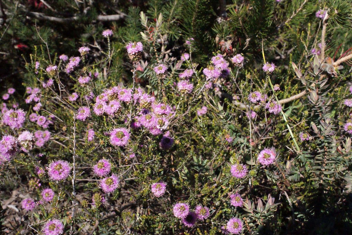 Kunzea 6