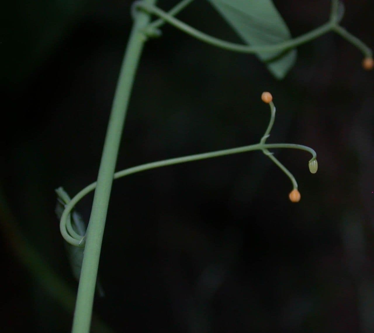 Passiflora 17