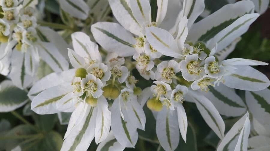 Euforbia marginata 9