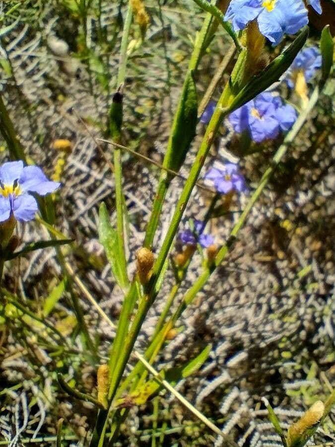 Dampiera stricta 3