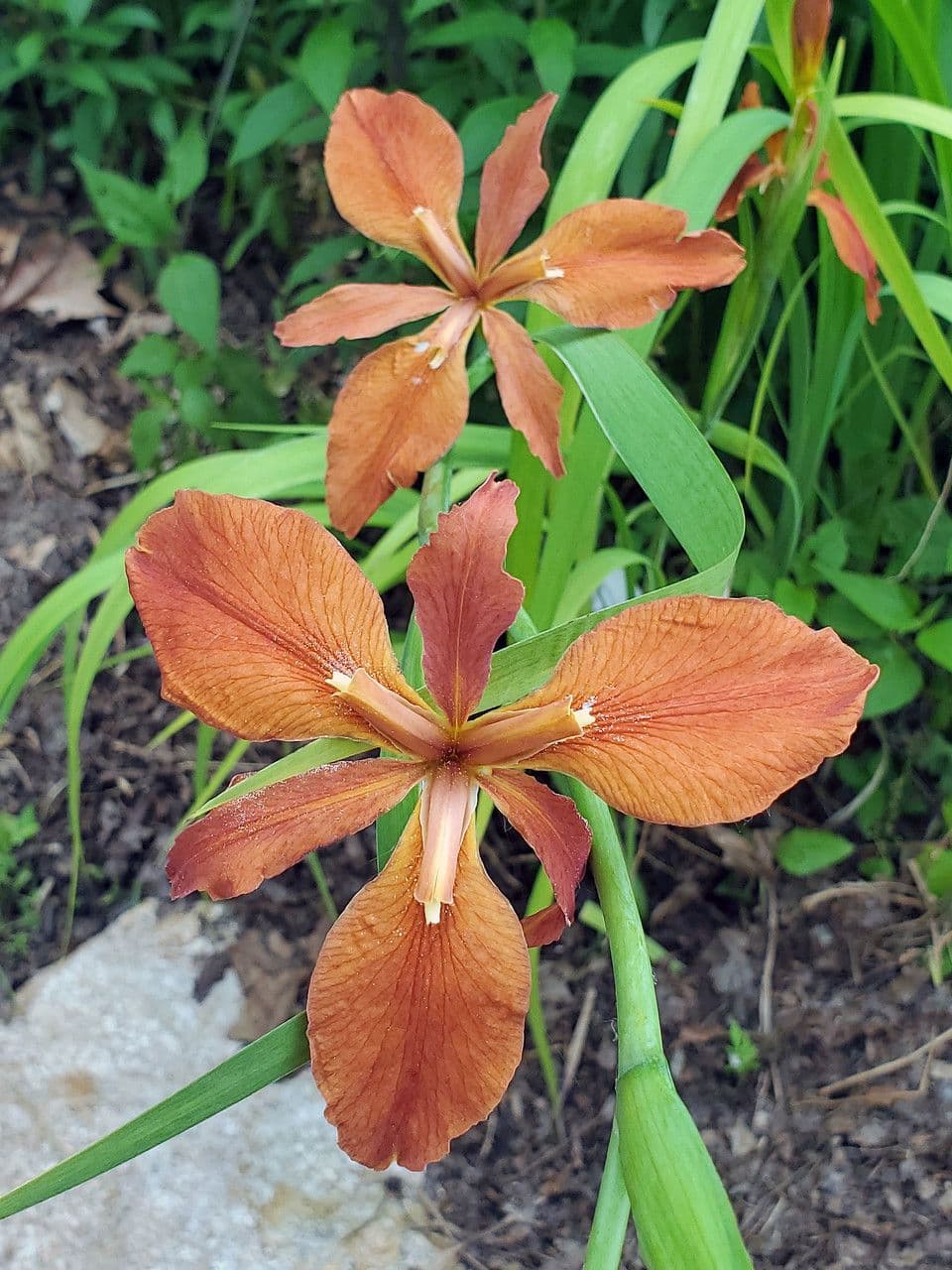 Iris 4
