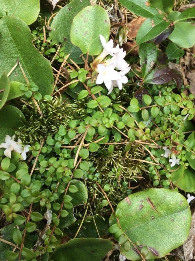 Gaultheria 12