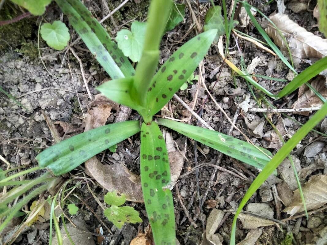 Orchide provinciale 14