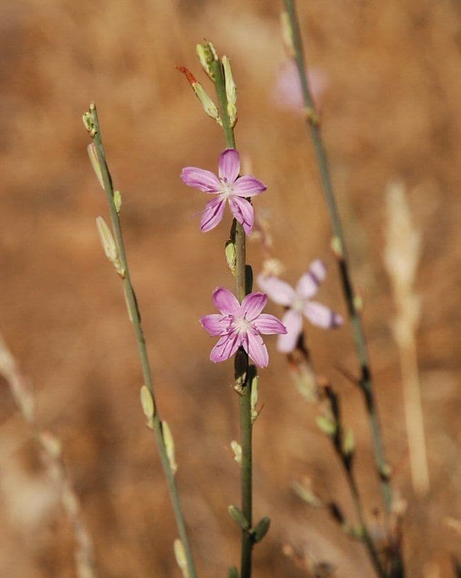 Stephanomeria virgata 5