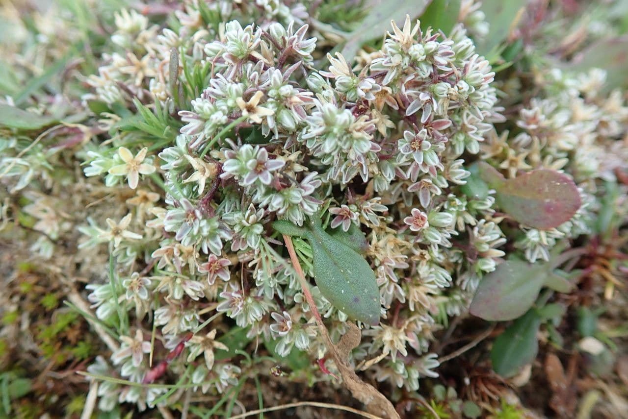 Centonchio perenne 2