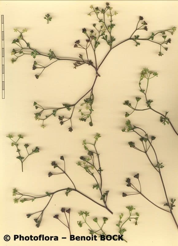 Stoibrax dichotomum 14