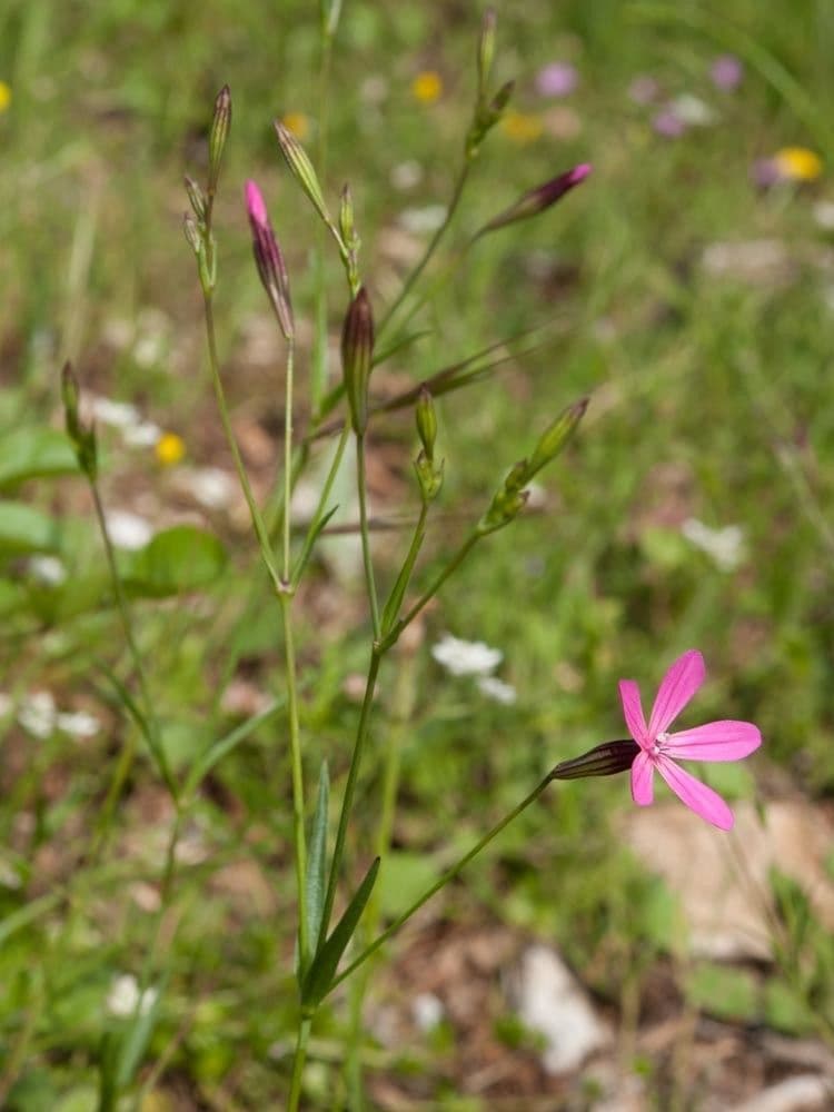 Silene 4