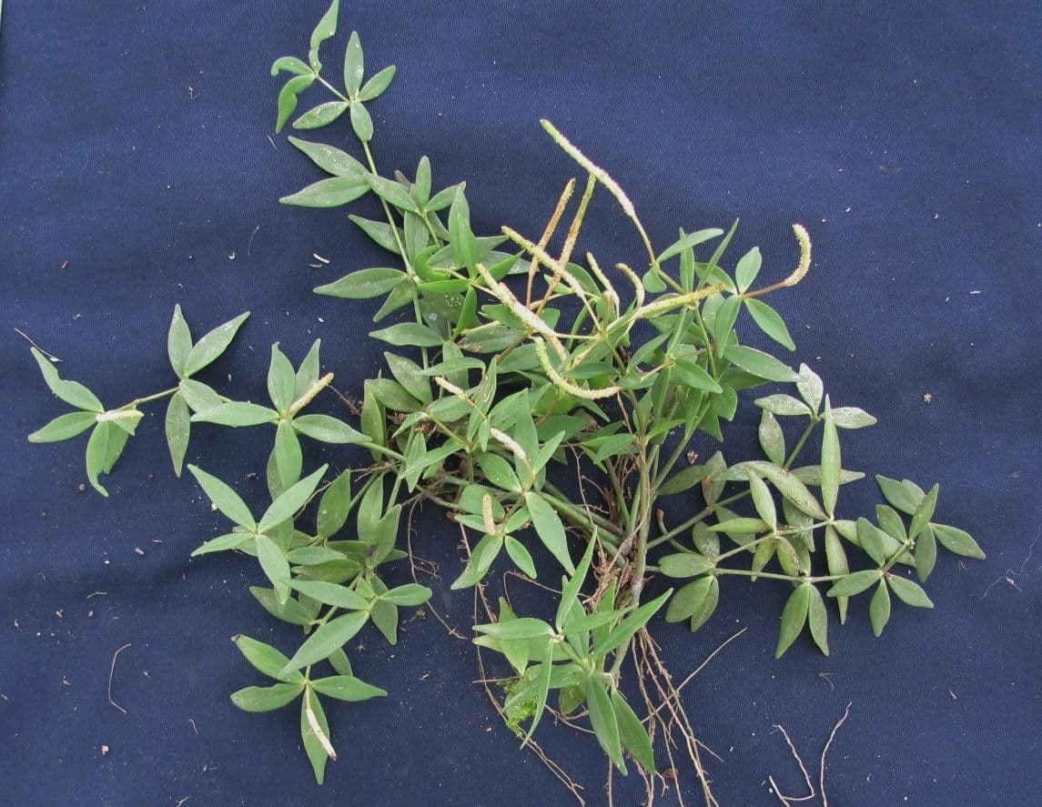 Peperomia peruana