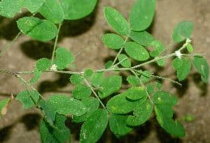Coursetia caribaea 10