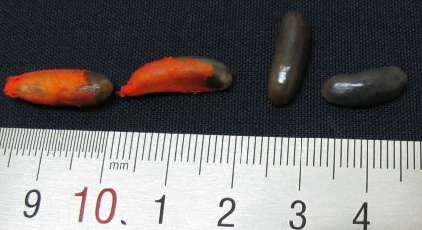 Chrysochlamys 11