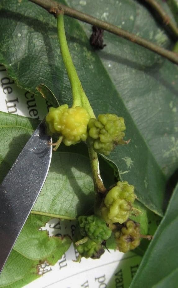 Mexikanischer Feigenbaum