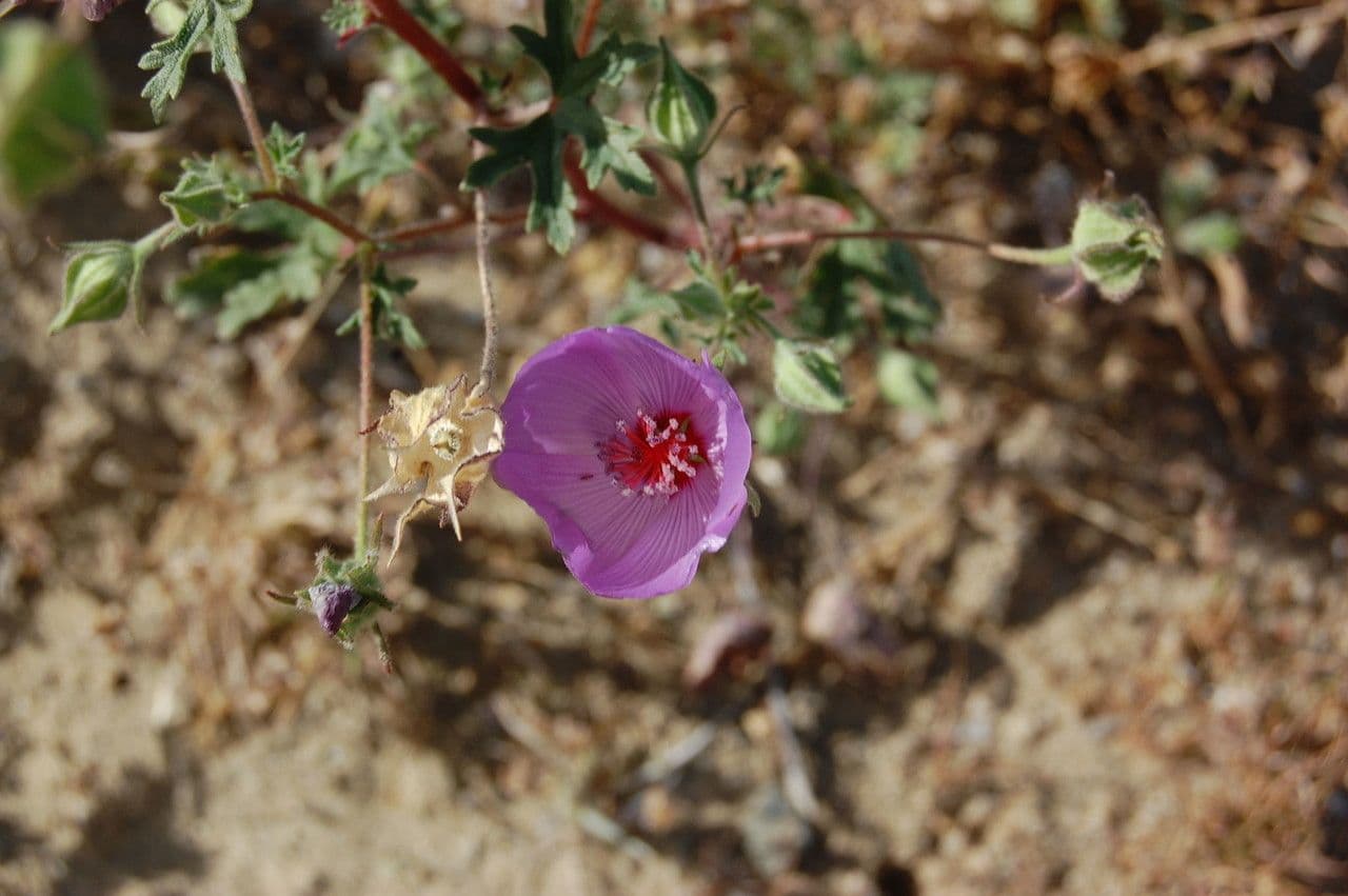 Malva di Parry 12