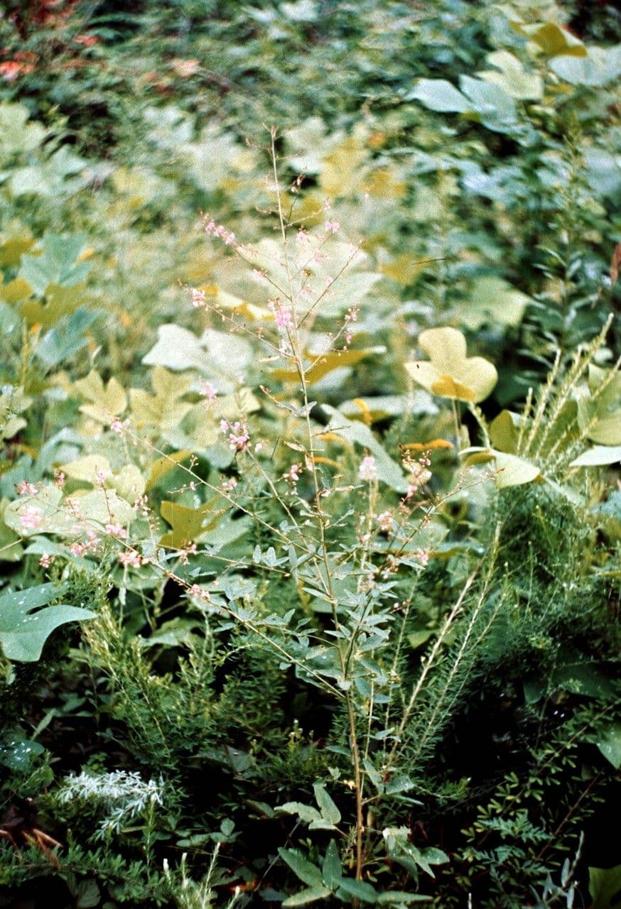 Desmodium glabellum 2