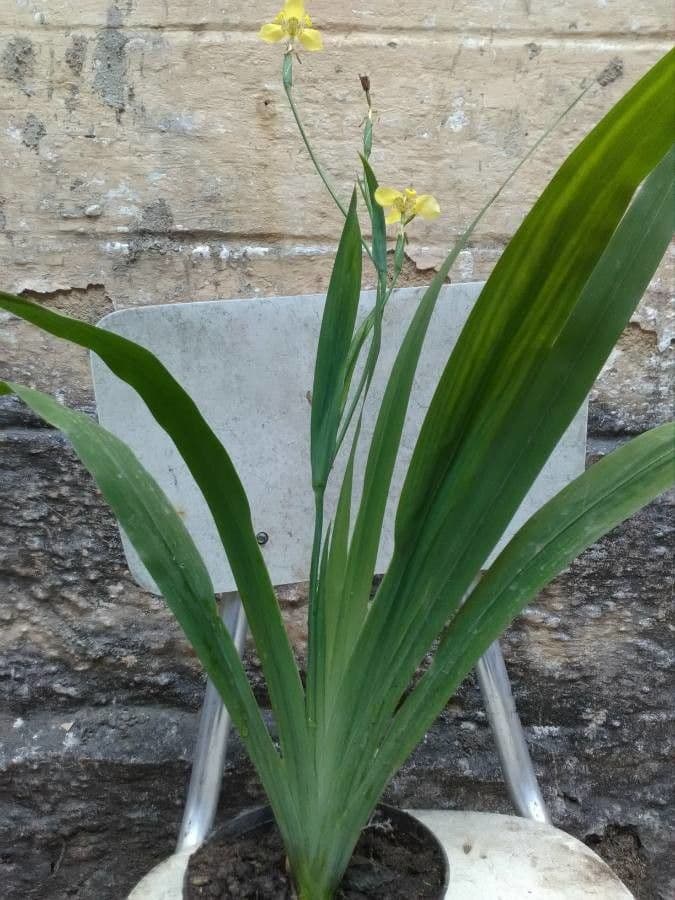 Trimezia martinicense 14