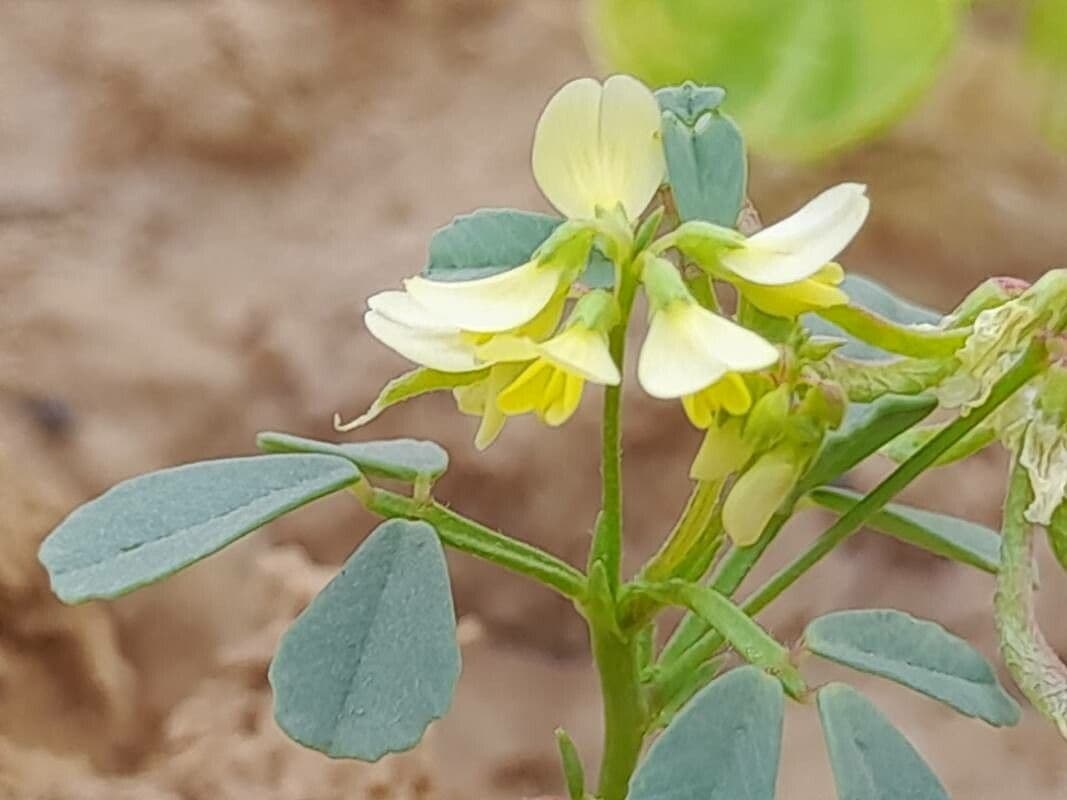 Trigonella glabra 3