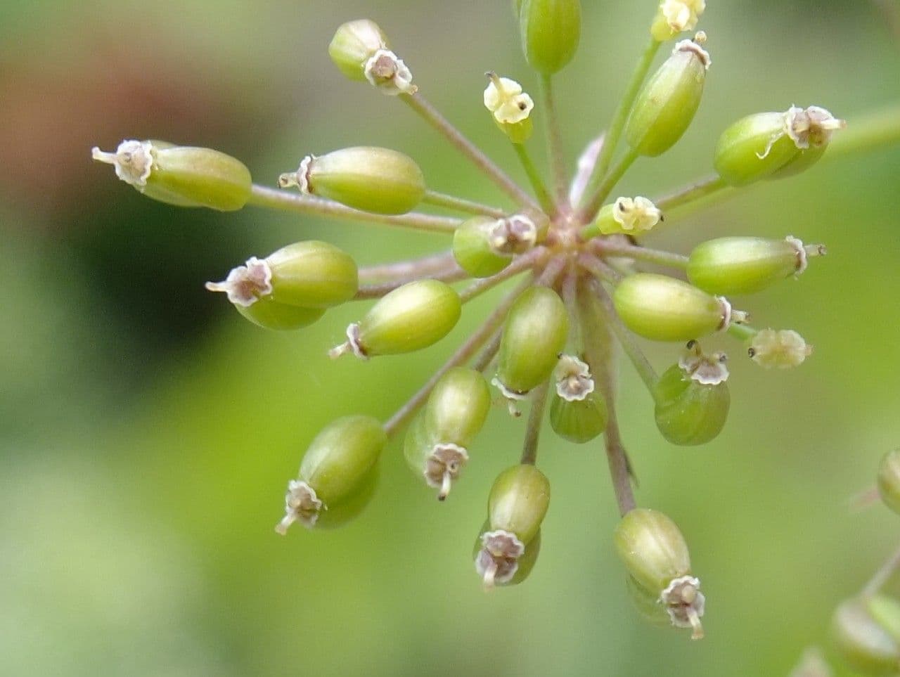 Celer svraštěný 5