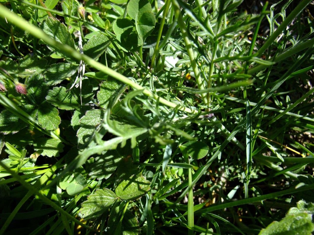 Scabiosa triandra 15