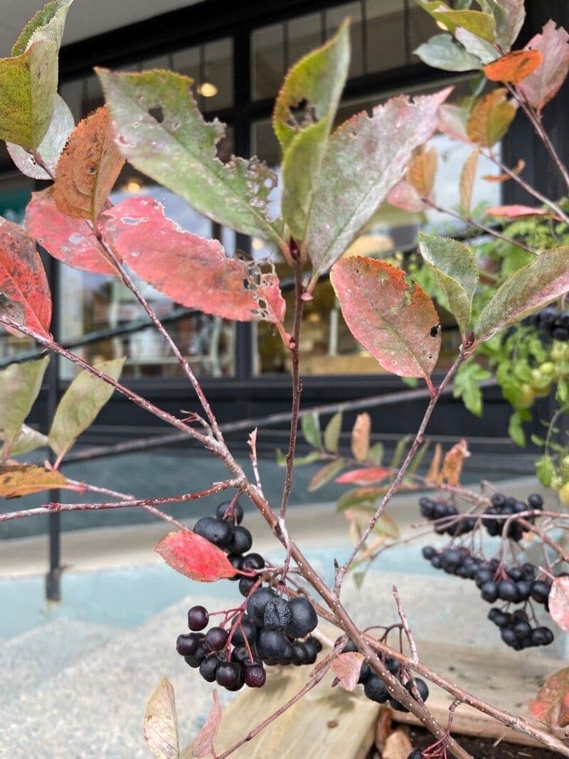 Aronia rossa 4