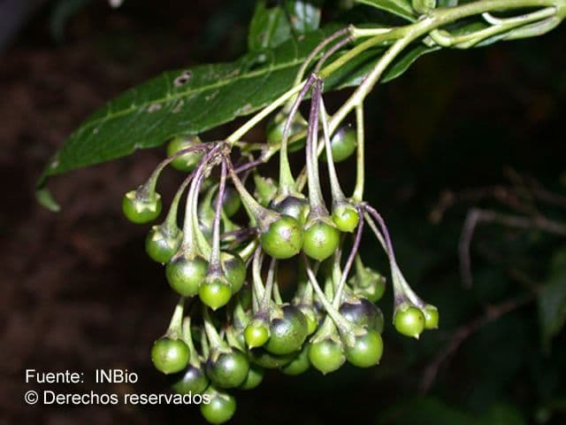 Solanum nudo 3