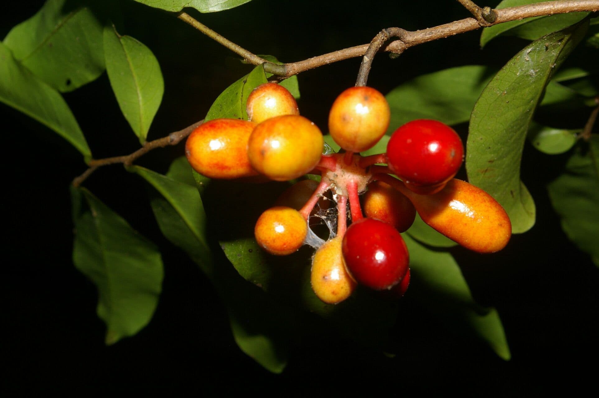 Desmopsis 5