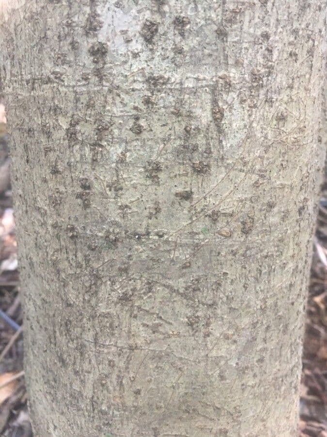 Dendropanax 13