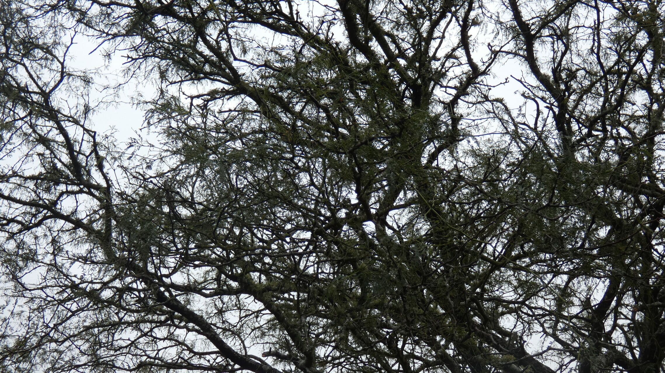 Prosopis 8