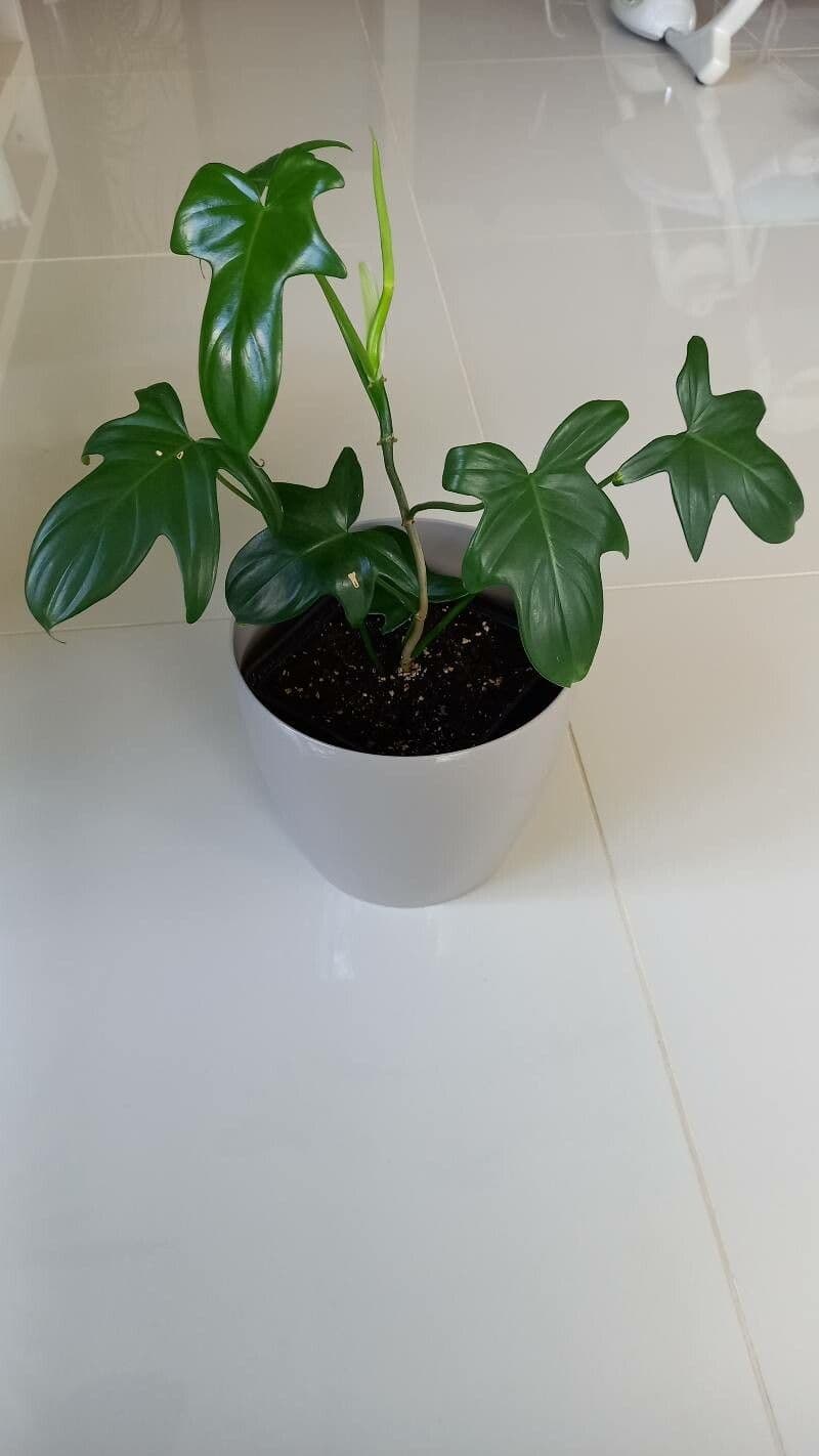 Philodendron violon 2