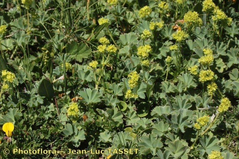 Alchemilla 2