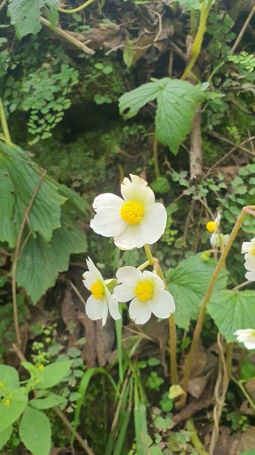 Begonia formosana 4