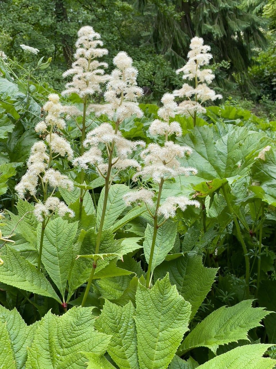 Rodgersia stopkatá 8
