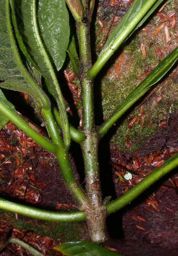 Aphelandra 13