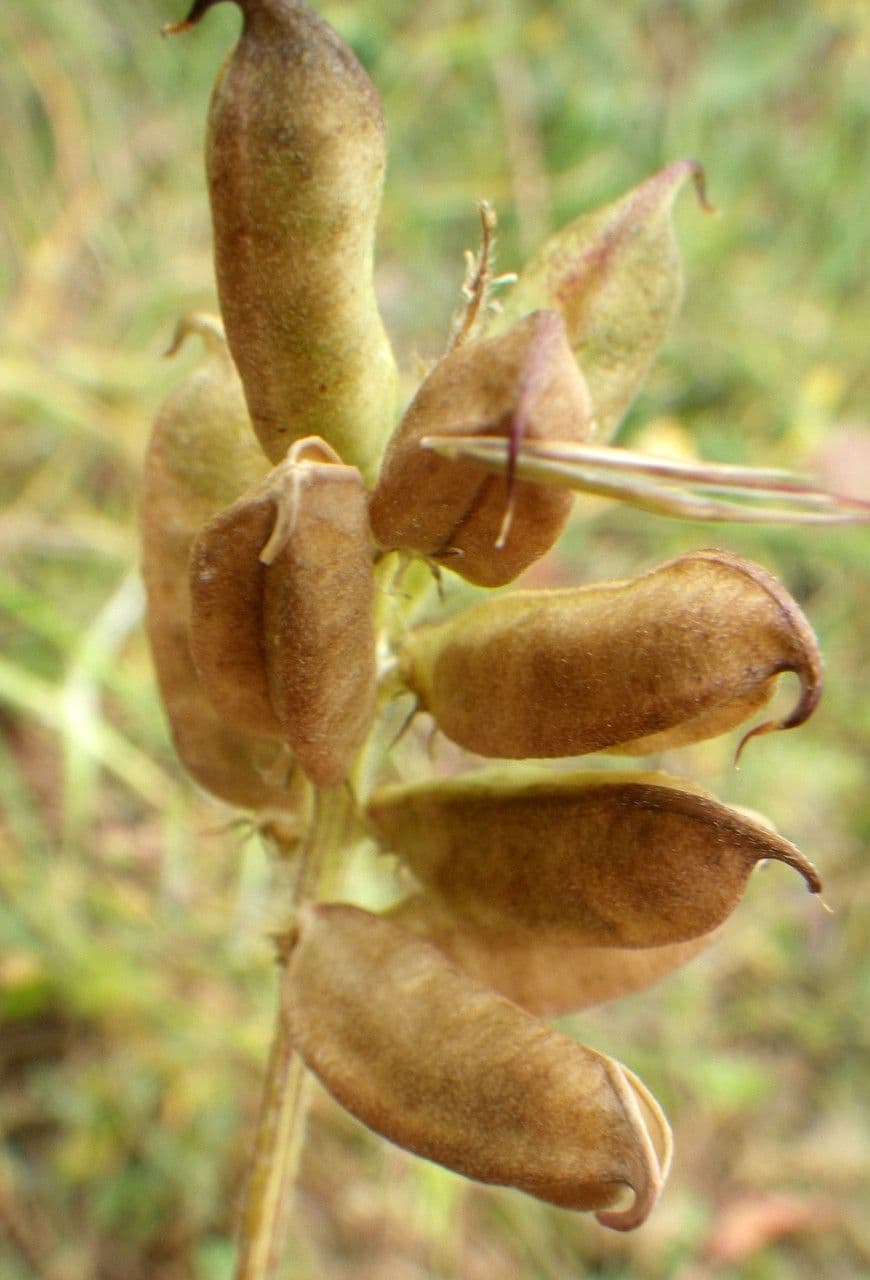Gelbe Tragant 5
