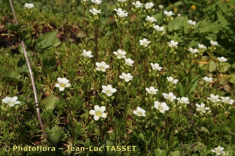 Saxifrage 8