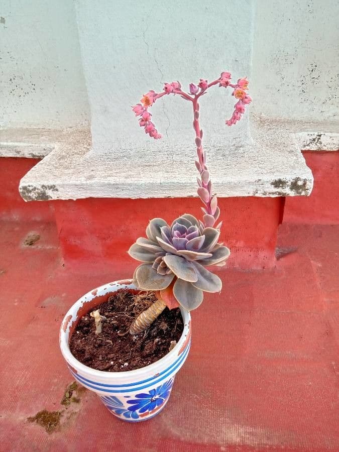 Echeveria 2