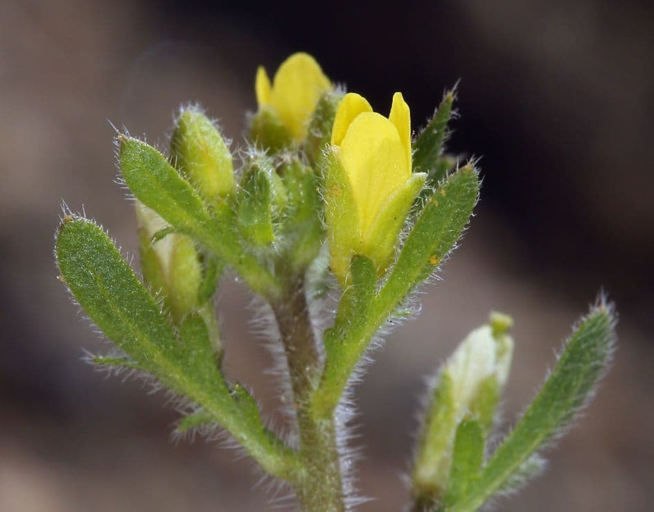 Tropidocarpum 2