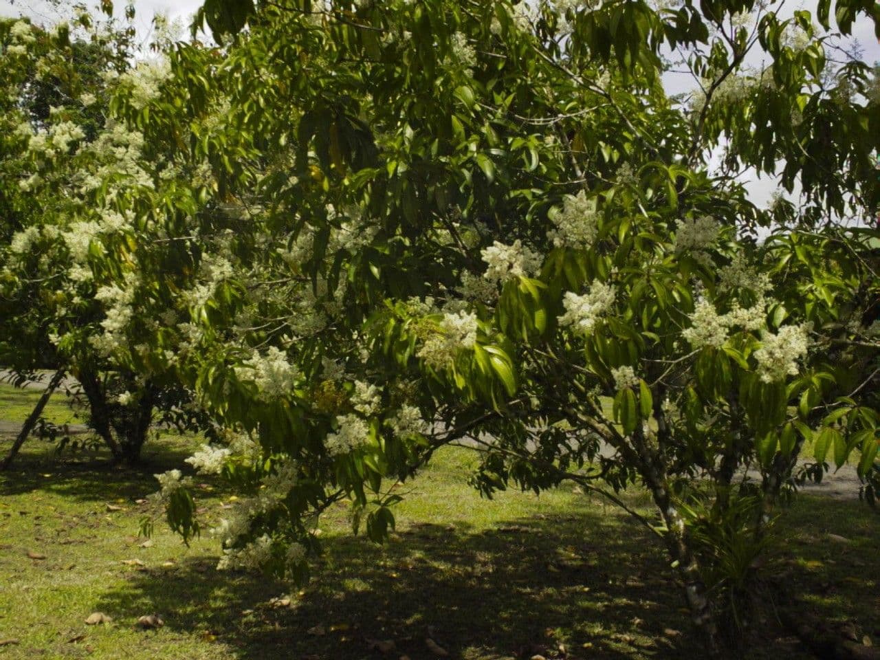 Miconia 11