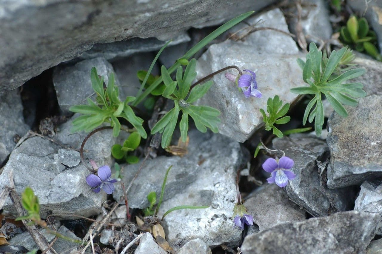 Violette pennée 10