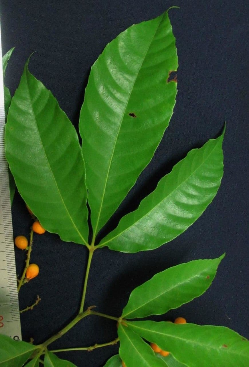 Allophylus 23