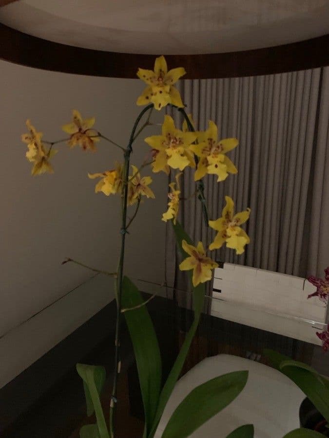 Oncidium 5