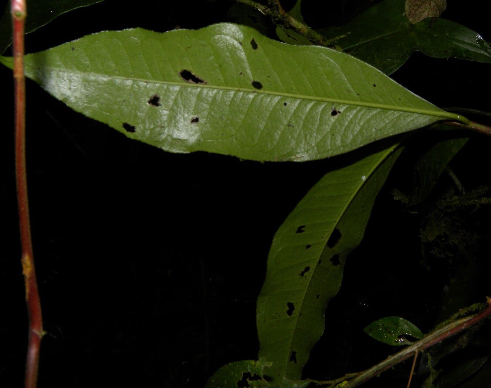 Ardisia 13