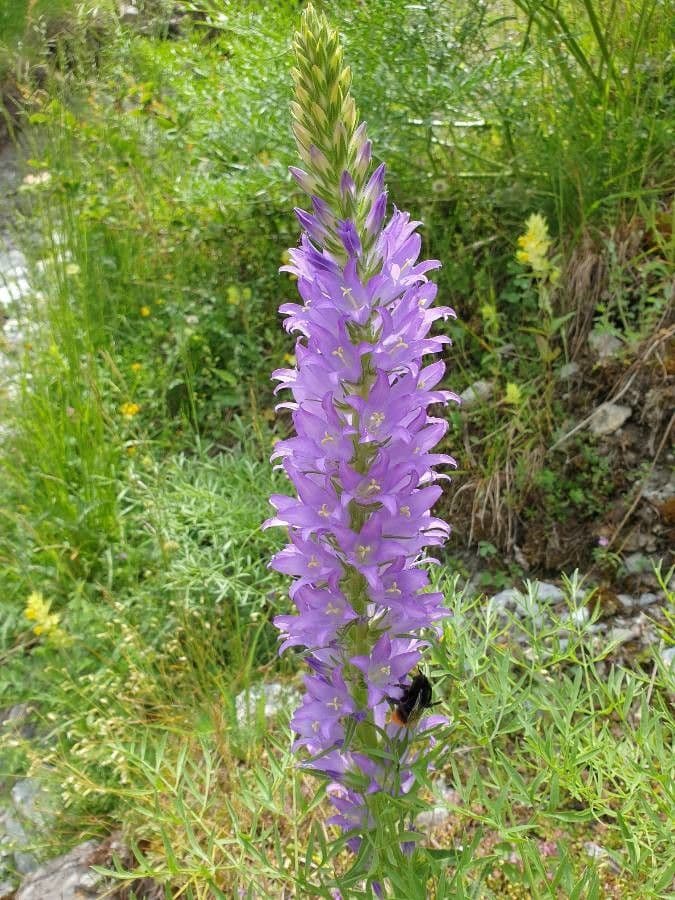 Campanula spigata 2