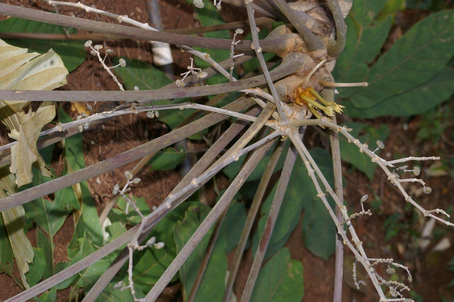 Yagrumo macho 13