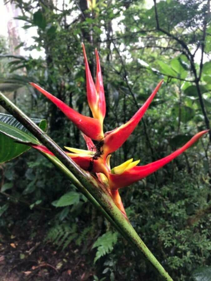 Heliconia 7