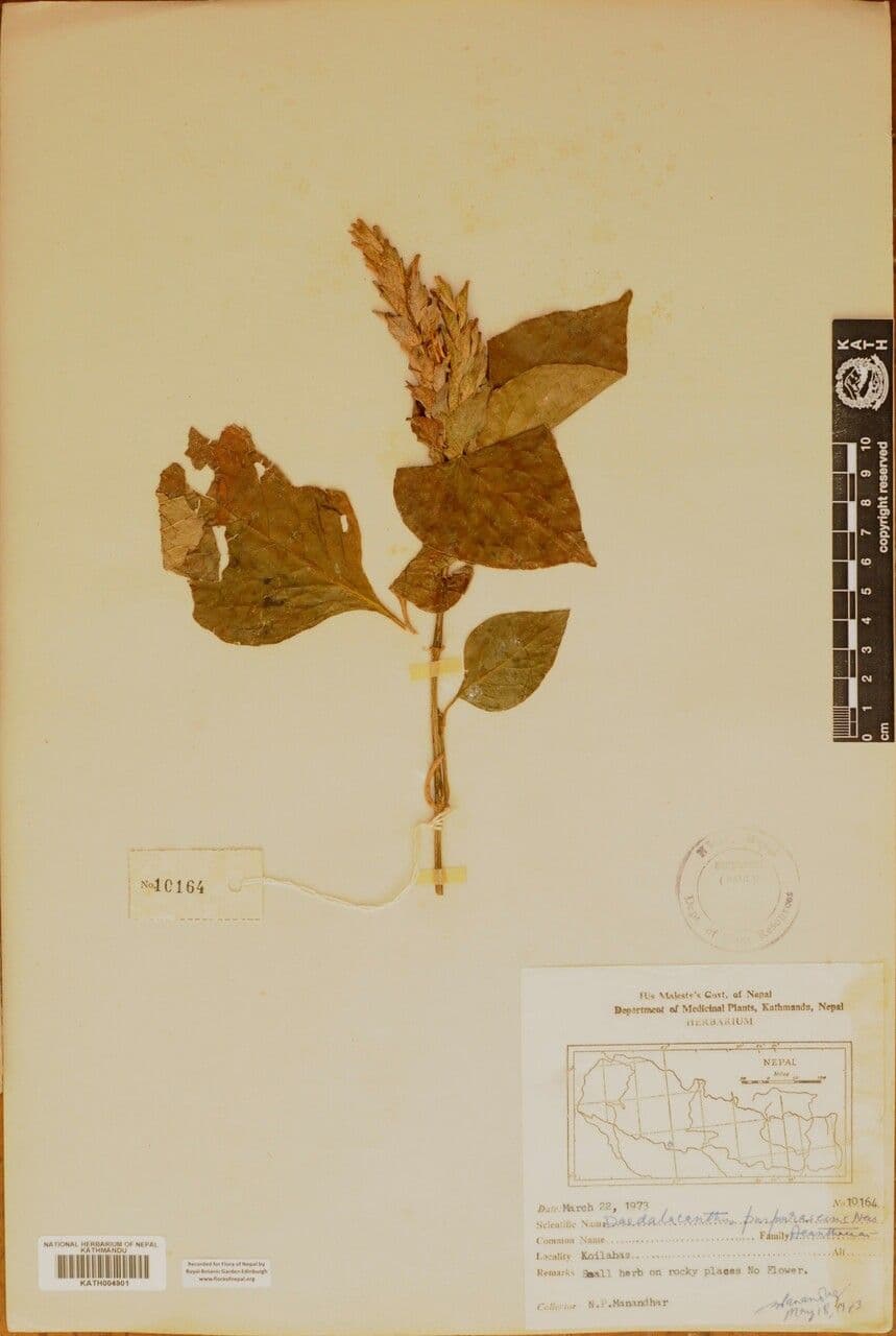 Eranthemum 14