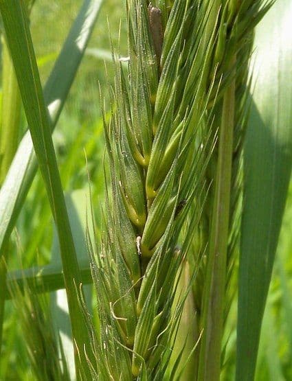 Elymus virginicus 9